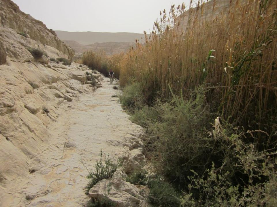 reeds growing out of a flowing stream going into Ein Akev in the Negev Desert