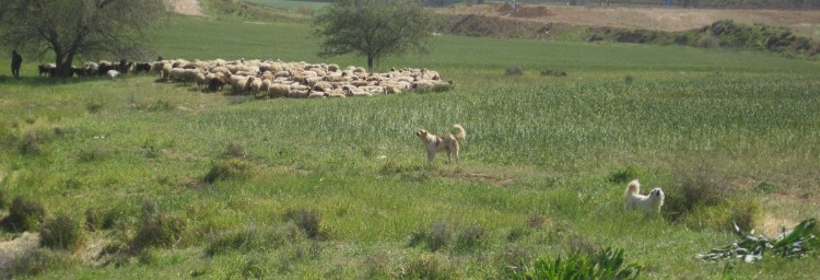 Bedouin sheep and their fierce dogs. 