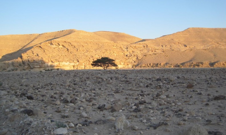Lone Acacia tree at the end of Nachal Kanfan