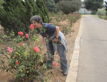 Taking time to smell the roses at the Rose Garden near the knesset