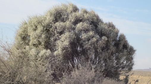Rotem bushes  (Retama raetam,  white broom, רותם המדבר ) 