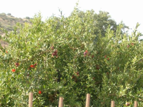 Pomegranet trees