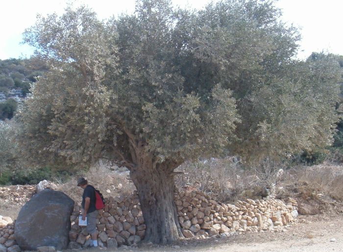 Don standing next to old olive tree with stone sculpture around it.