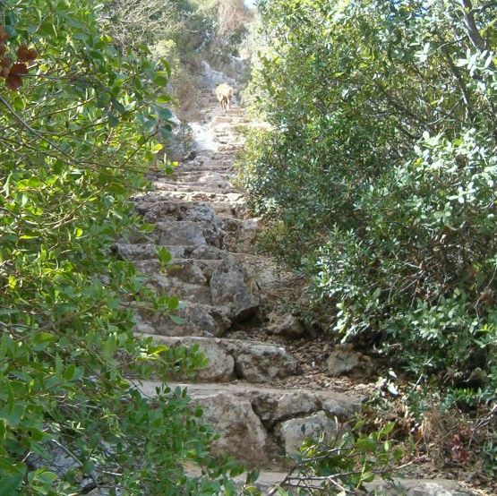 Long steep stairs up from Oren Park