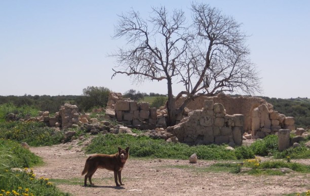 Taffy in front of ruined building in Kirbat Tzura (צורה)