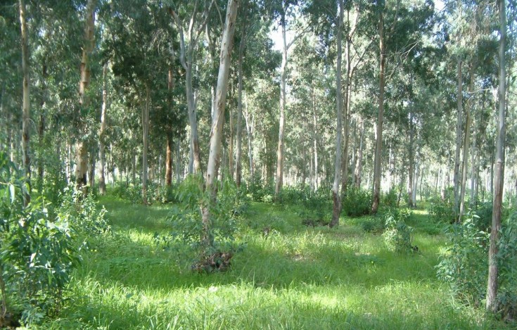 Hadera Forest made up of eucalyptus trees.