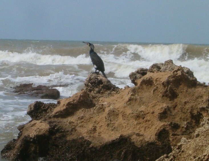 Cormorant silhouetted against the waves.