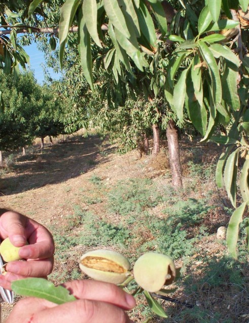 Almond orchard.