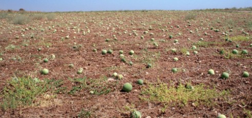 Field of watermelons