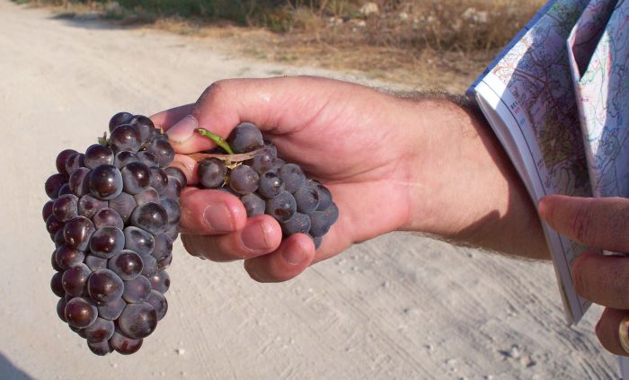 grapes from the vineyards past Latrun