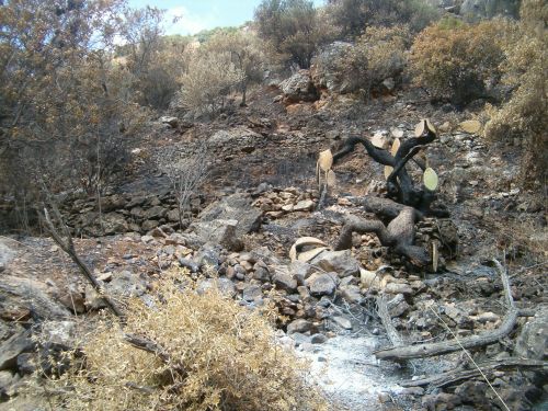 Burnt vegetation after a fire
