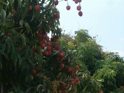 Lychee orchard