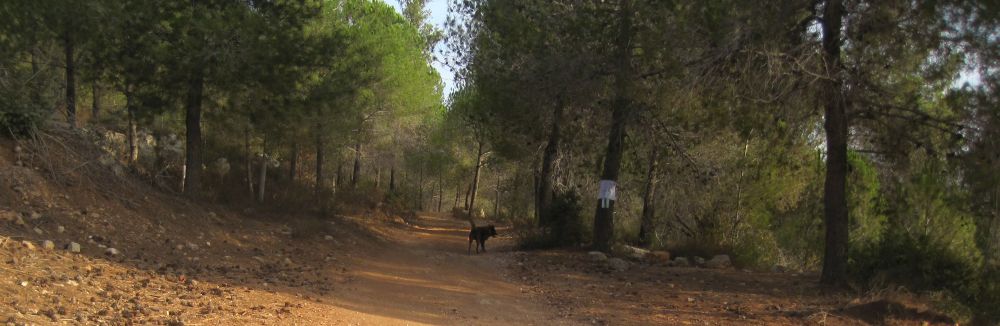 Pleasant pine forest on the way to Jerusalem