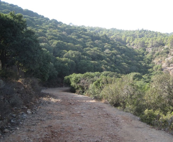 Dirt road, green trail, 4128 on Carmel Mountains