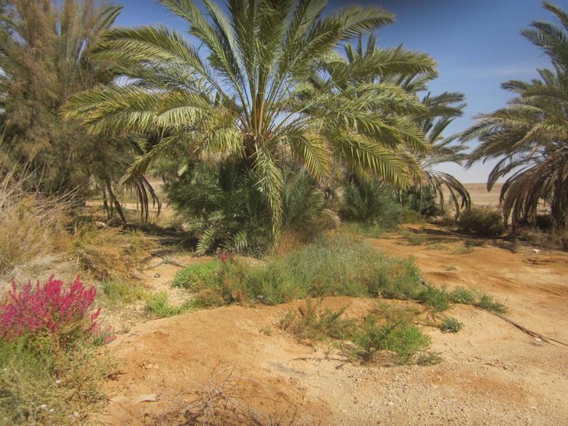 One of many Oases planted and maintained by the Jewish Agency