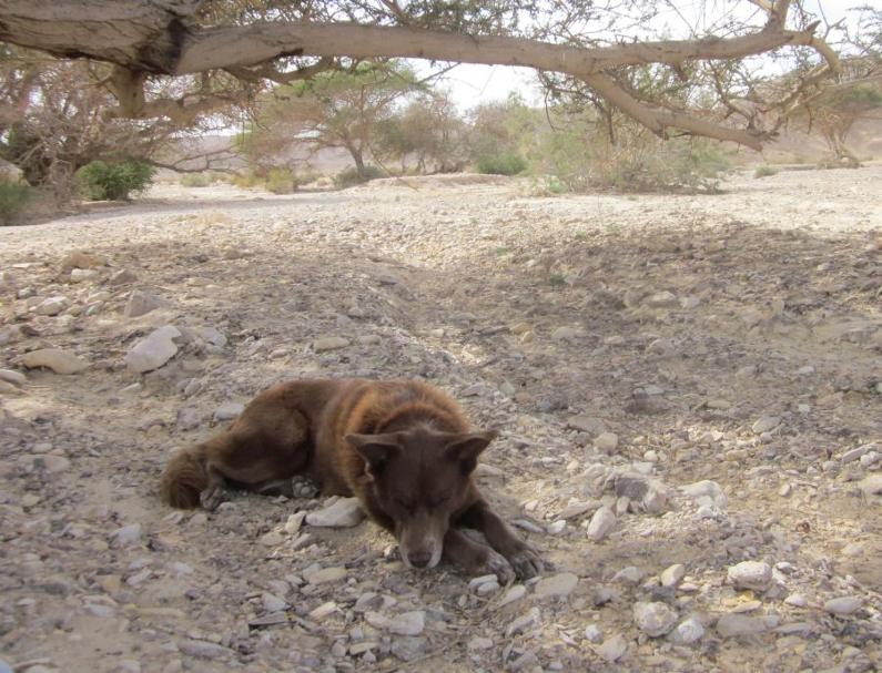 Taffy resting under an Acacia Tree 