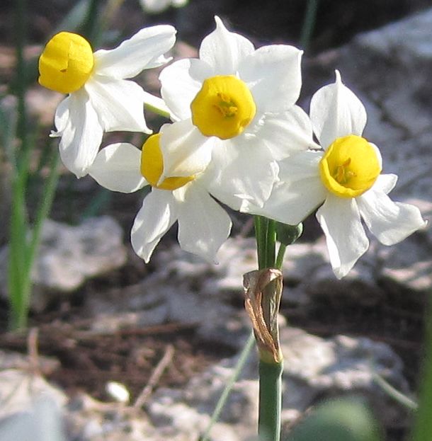 Daffodils (Narcissus tazetta)