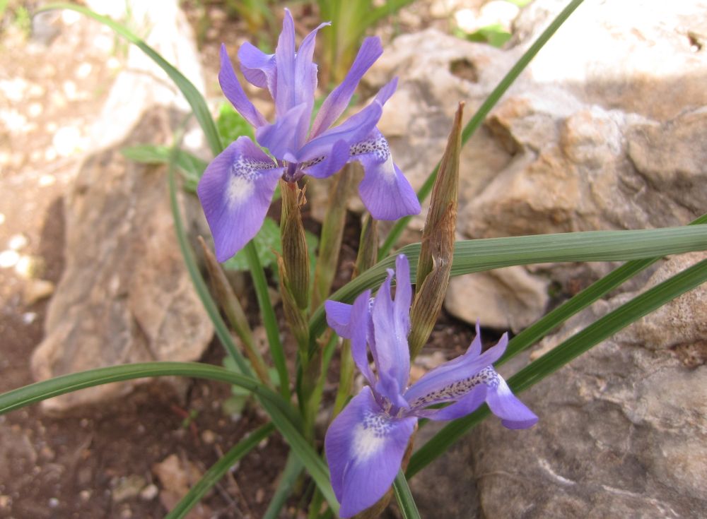 Iris_Iris vartanii, אירוס הסרגל