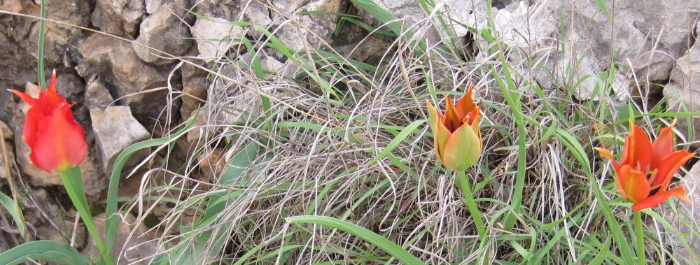 Wild tulips_Tulipa agenensis_צבעוני ההרים