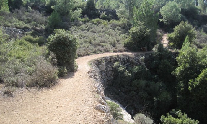 Trail through Aminadav forest