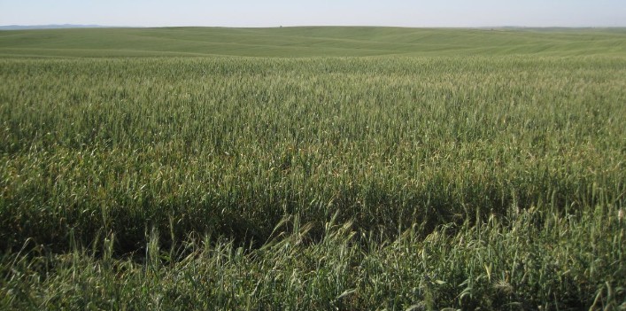 Endless field of green winter wheat