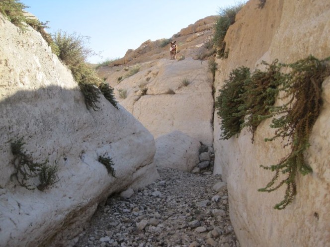 Nachal Kanfan, with Za'atar, Majorana syriaca (אזוב מצוי ) (Hyssop)