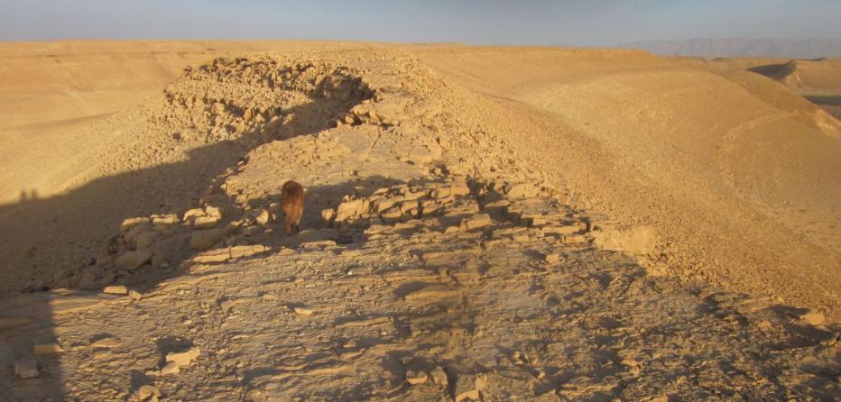 Taffy on the ridge north of Nachal Shacharut