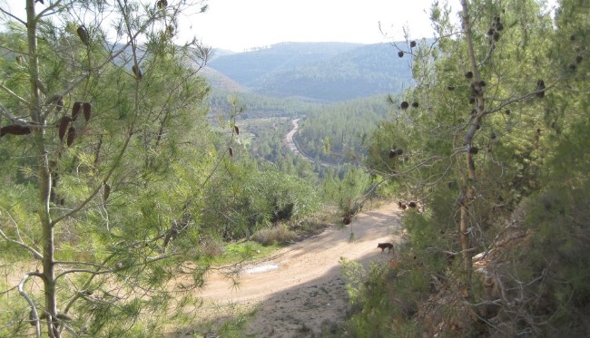 Looking down at Nachal Rafaim