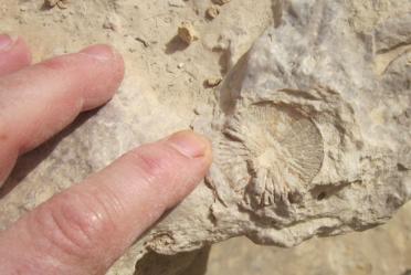 fossil of a coral