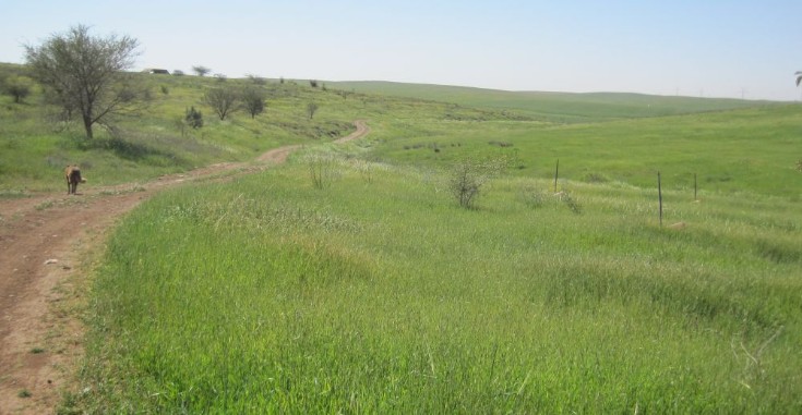 Taffy ahead with hills of green