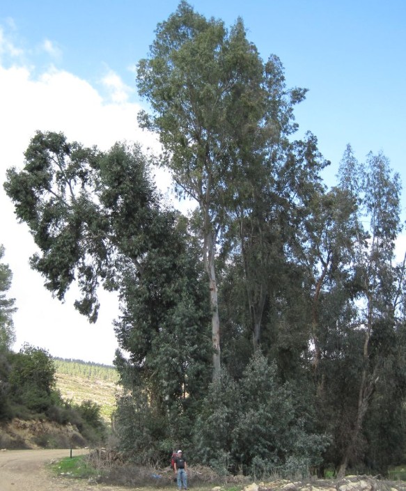 Don standing next to a tall eucalyptus tree.