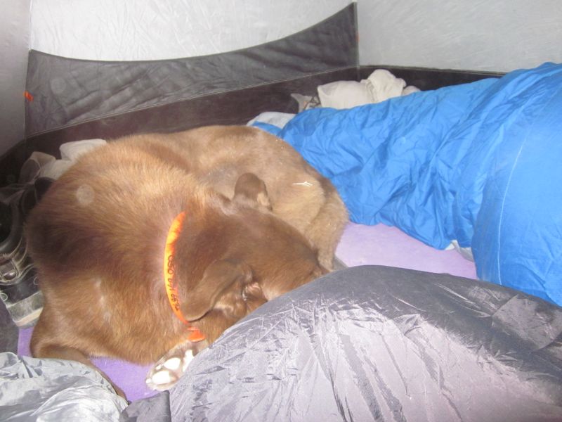 Taffy sleeping in the tent