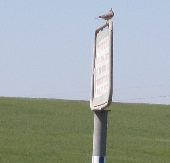 Crested Lark