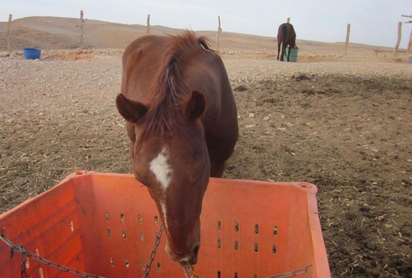 Horses at Shacharut - the Shacharus cliffs are in the distance