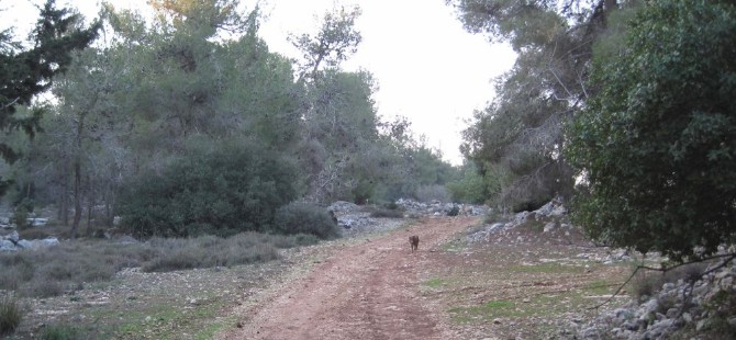 Trail before sun raise, Taffy in the distance.