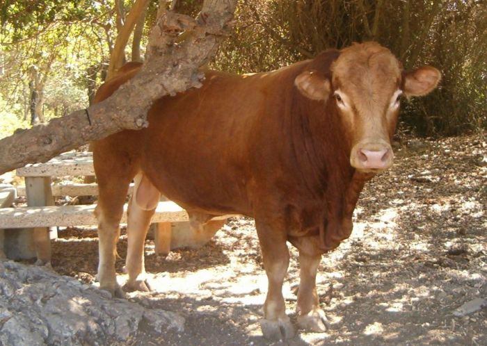 Bull standing next to picnic table.