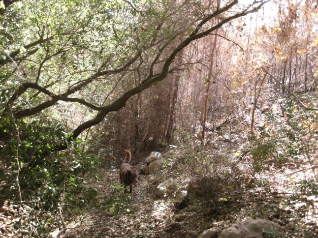 Wadi Galim, burnt on the right, unharmed on the left