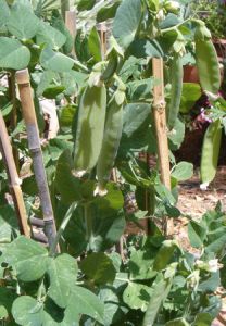 peas from spring garden ready to pick