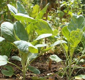 Brussel sprout plant