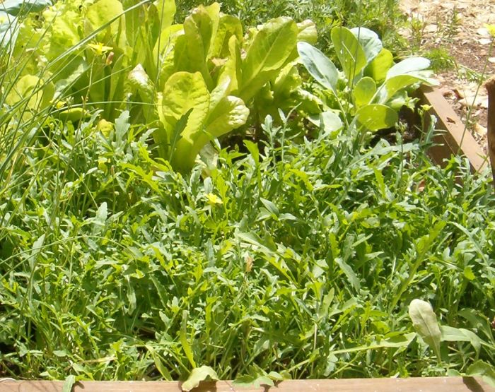 rocket and lettuce from spring 2009 garden