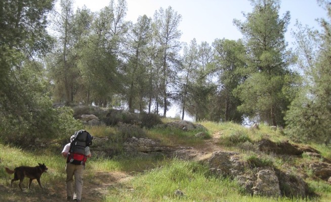 Yatir Forest- this used to be desert.