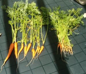 carrots that were harvested from the spring 2009 garden