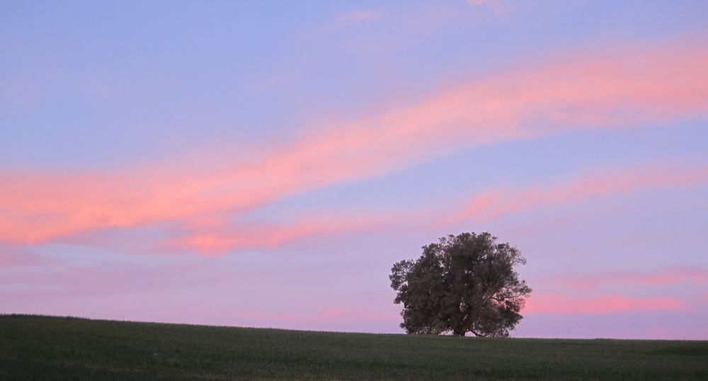 Pink clouds at dawn