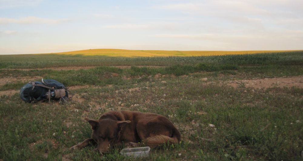 Taffy resting as the sun comes up.