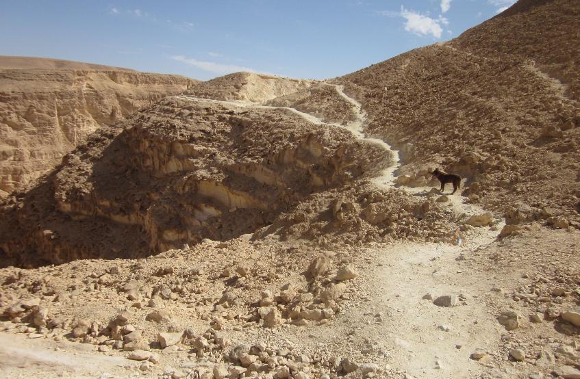 Taffy on the trail above Barak Canyon almost on the Negev plateau