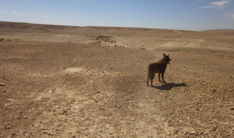 Taffy on the Negev plateau heading for Nachal Vardia ( נחל ורדיה )