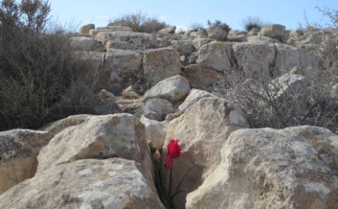 wild tulips_Tulipa agenensis_צבעוני ההרים