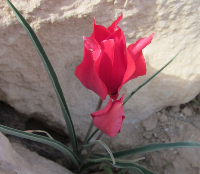 Close up of wild tulips_Tulipa agenensis_צבעוני ההרים