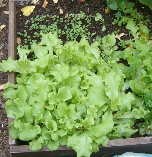 Lettuce plants, and rocket seedlings