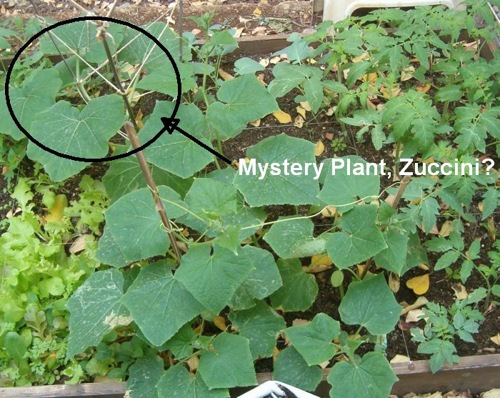 Cucumber plants, and mystery plant, probably zuccini from my compost.